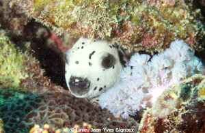 White spotted Puffer .Mauritius island.Canon 7D Ikelite h... by Linley Jean-Yves Bignoux 